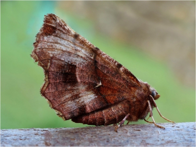 Male Early Thorn Moth
